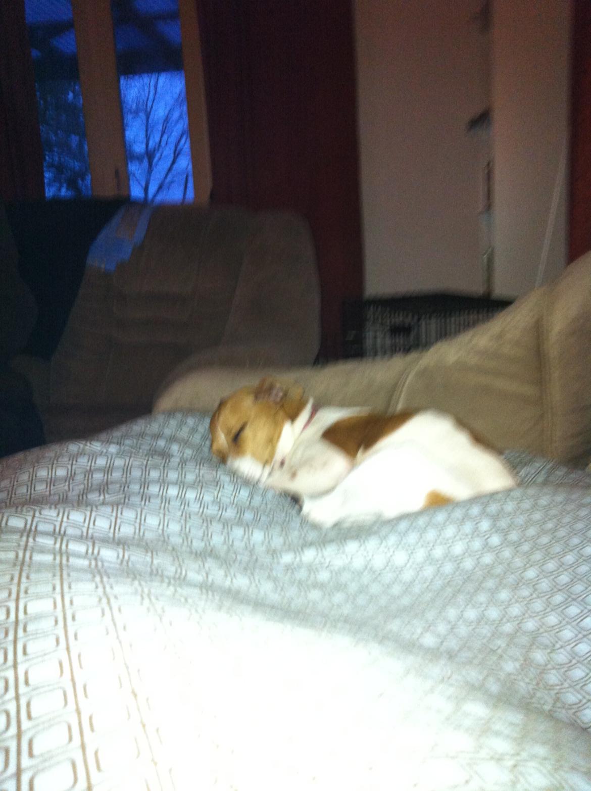 Dansk svensk gaardhund Bella billede 8