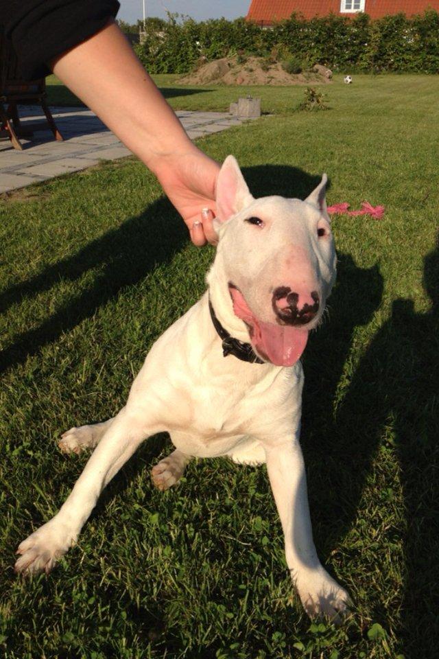 Bullterrier Maggie billede 1