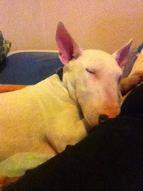 Bullterrier Maggie billede 2