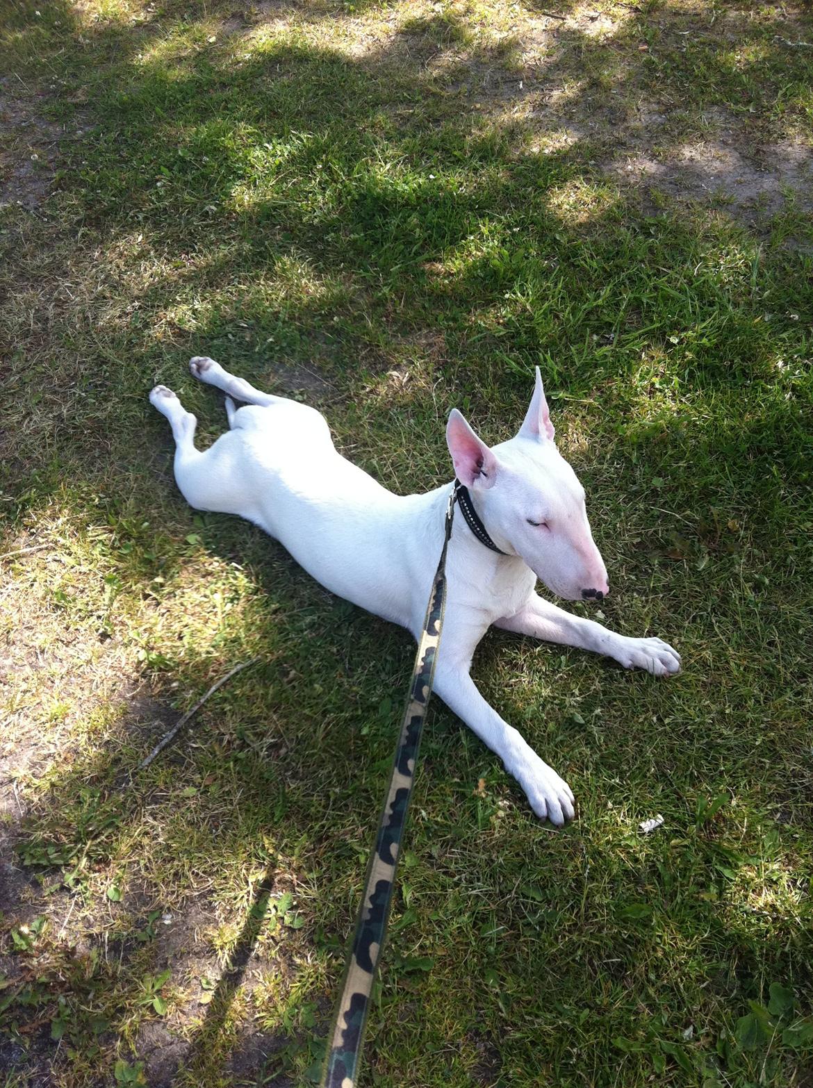 Bullterrier Maggie billede 3