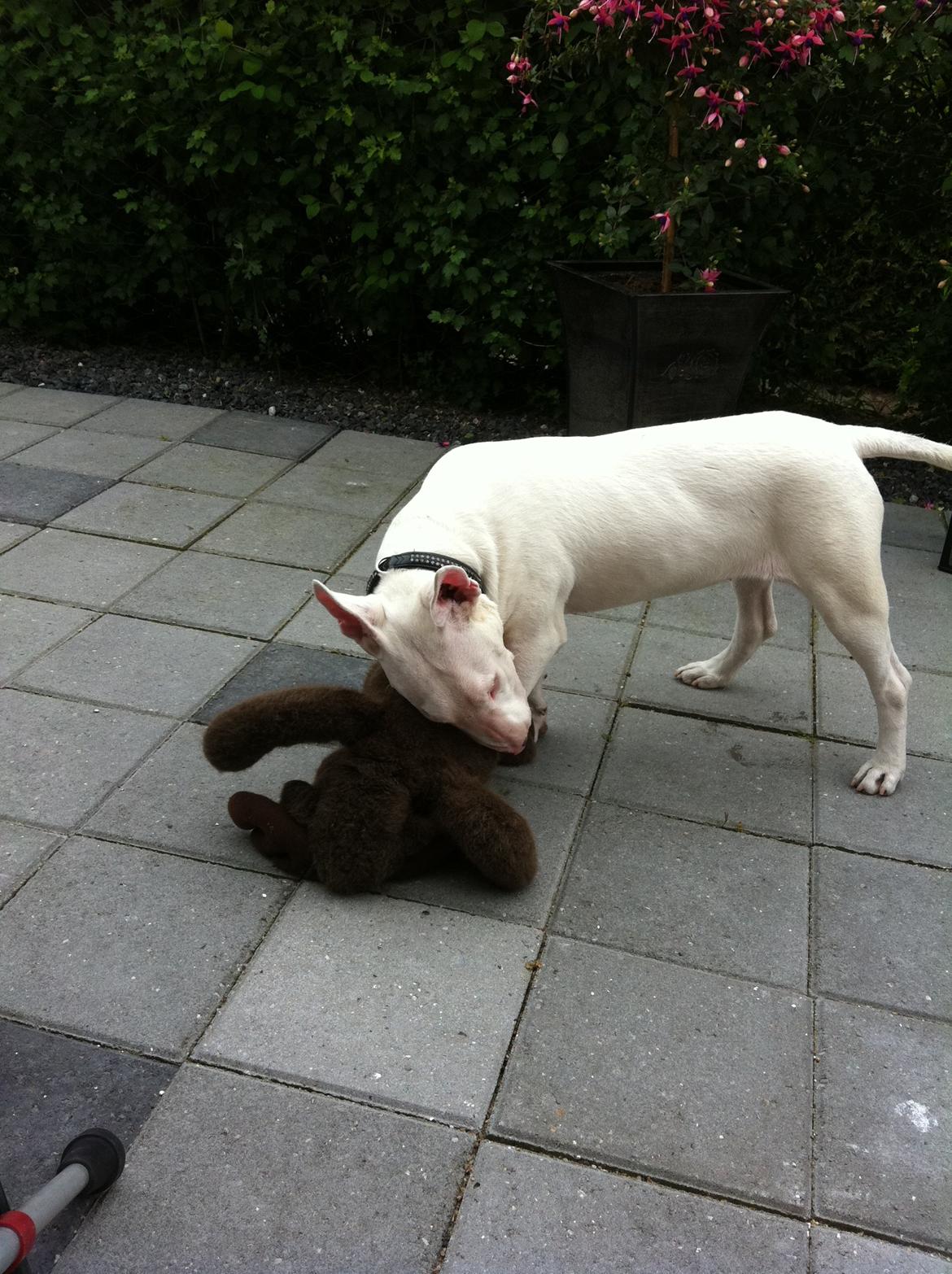 Bullterrier Maggie billede 4