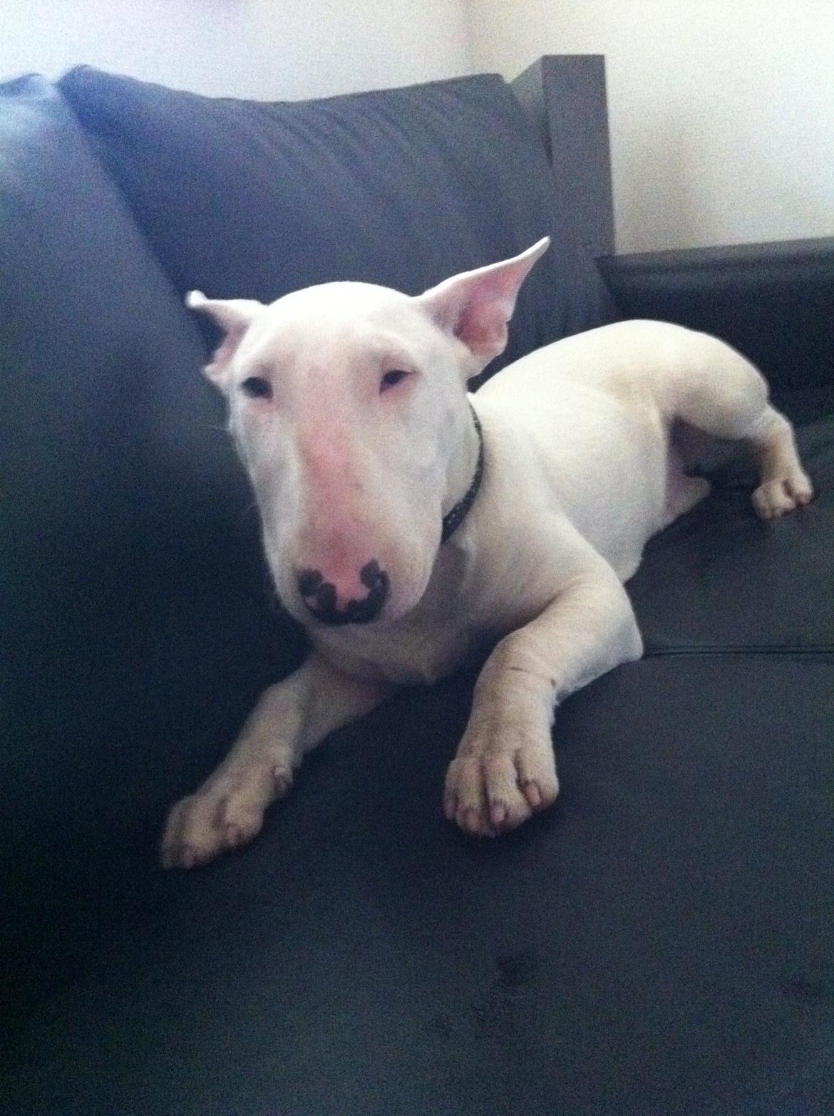 Bullterrier Maggie billede 5