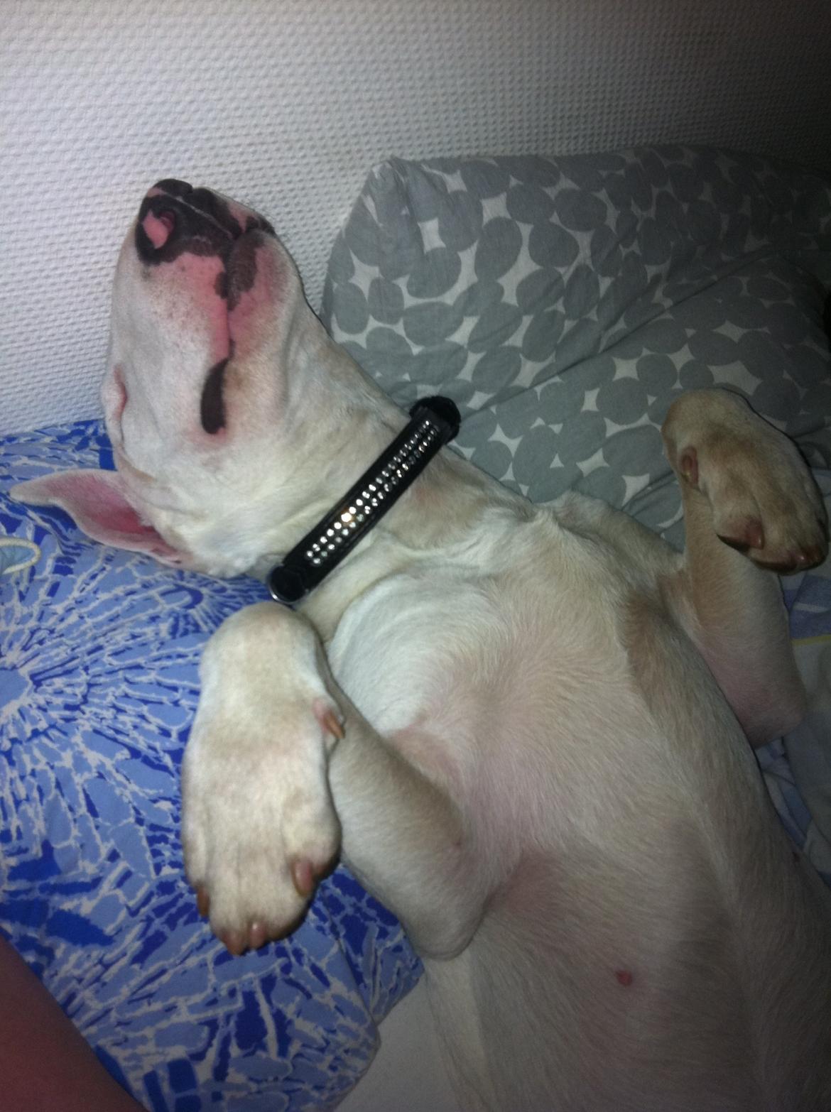 Bullterrier Maggie billede 6