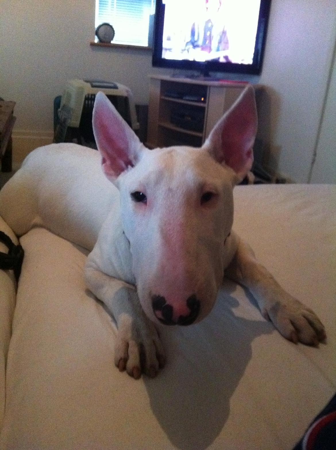 Bullterrier Maggie billede 7