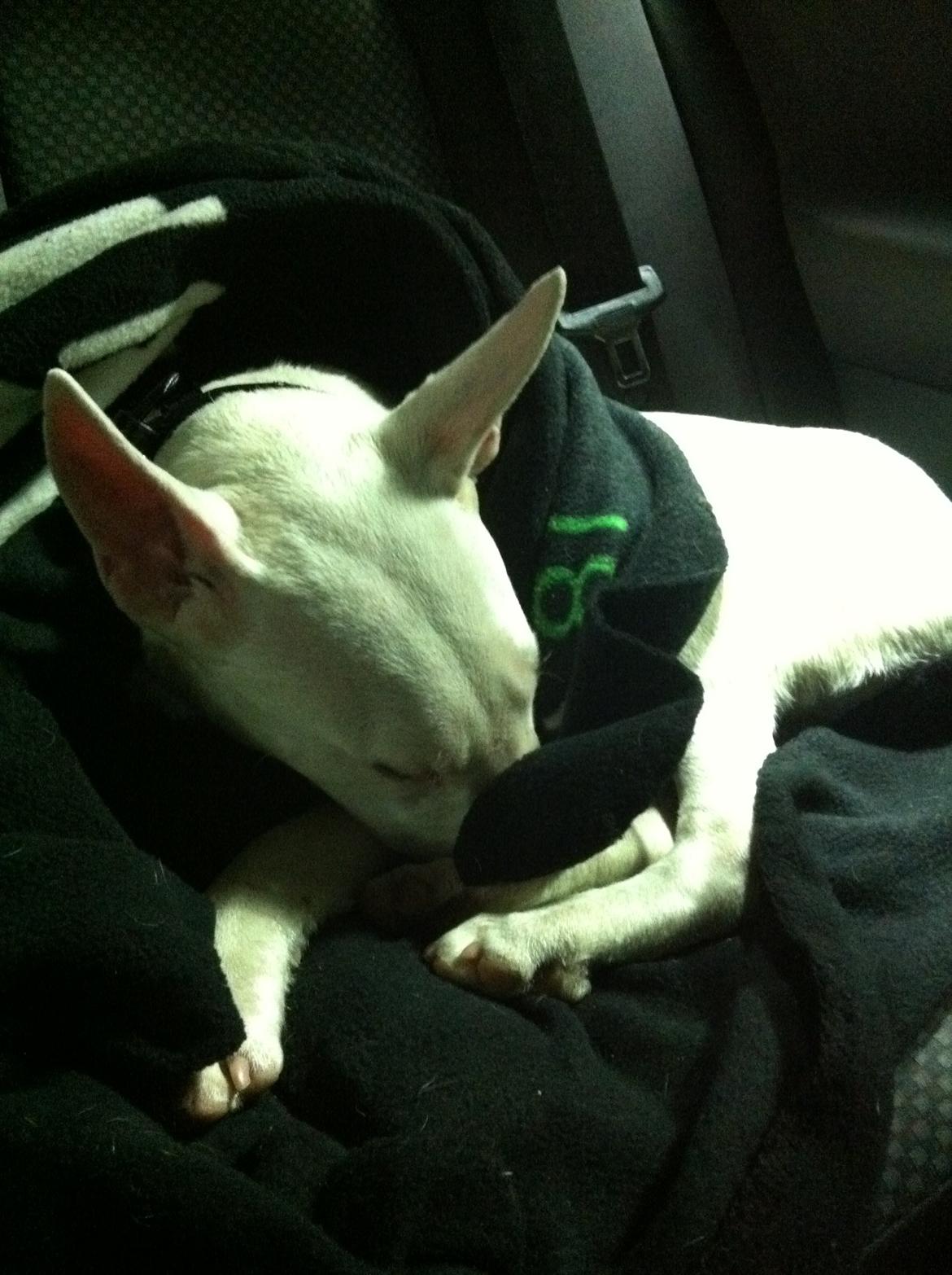 Bullterrier Maggie billede 9