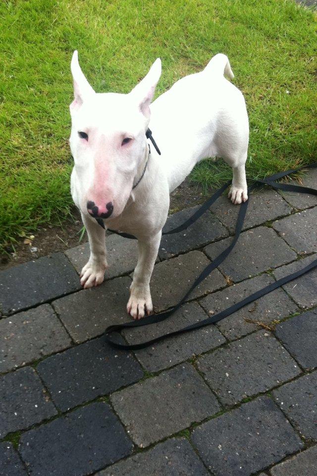 Bullterrier Maggie billede 10