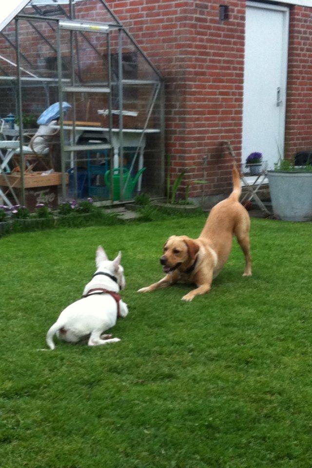 Bullterrier Maggie billede 11