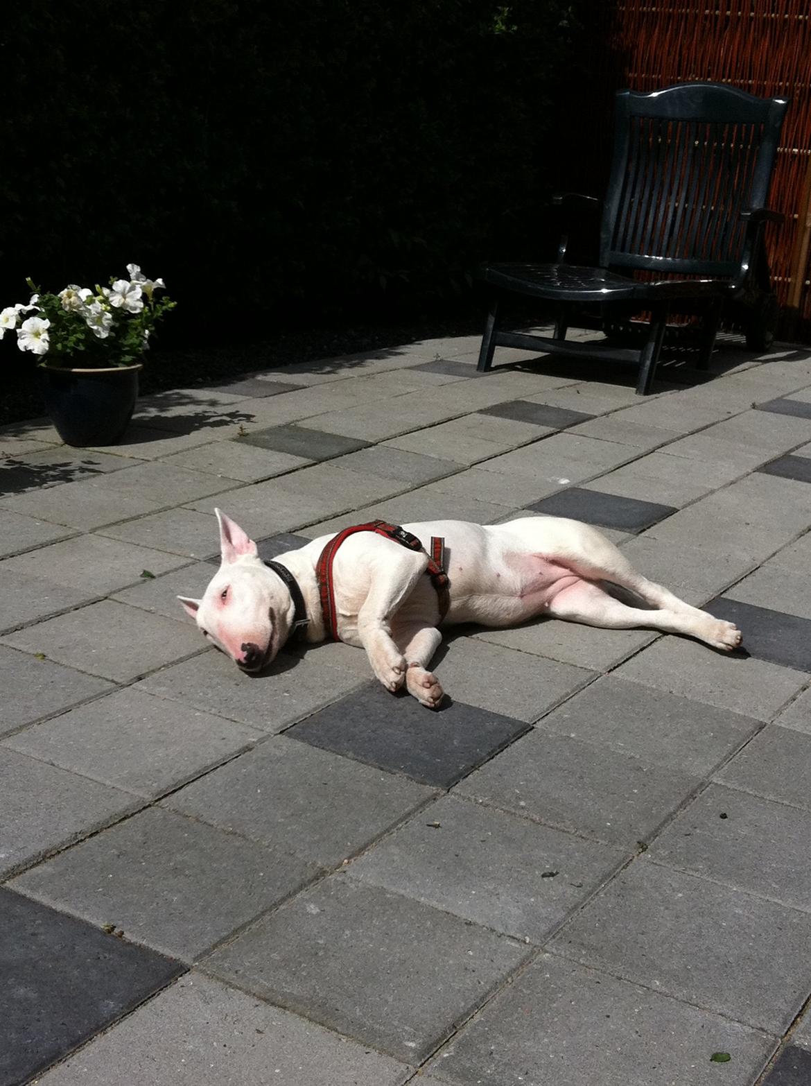 Bullterrier Maggie billede 12