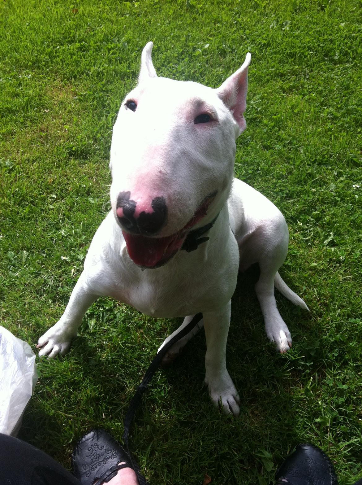 Bullterrier Maggie billede 8