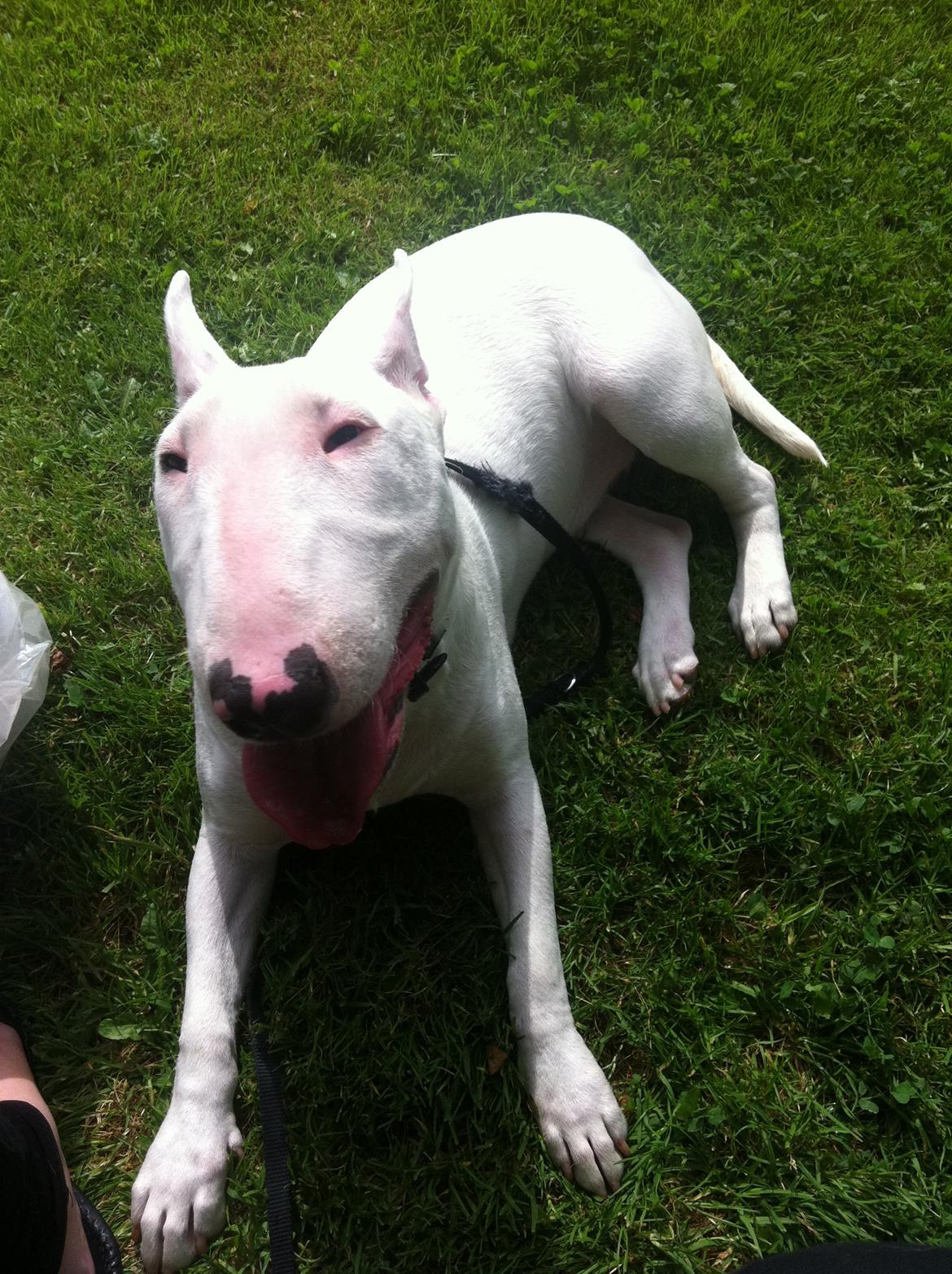 Bullterrier Maggie billede 13