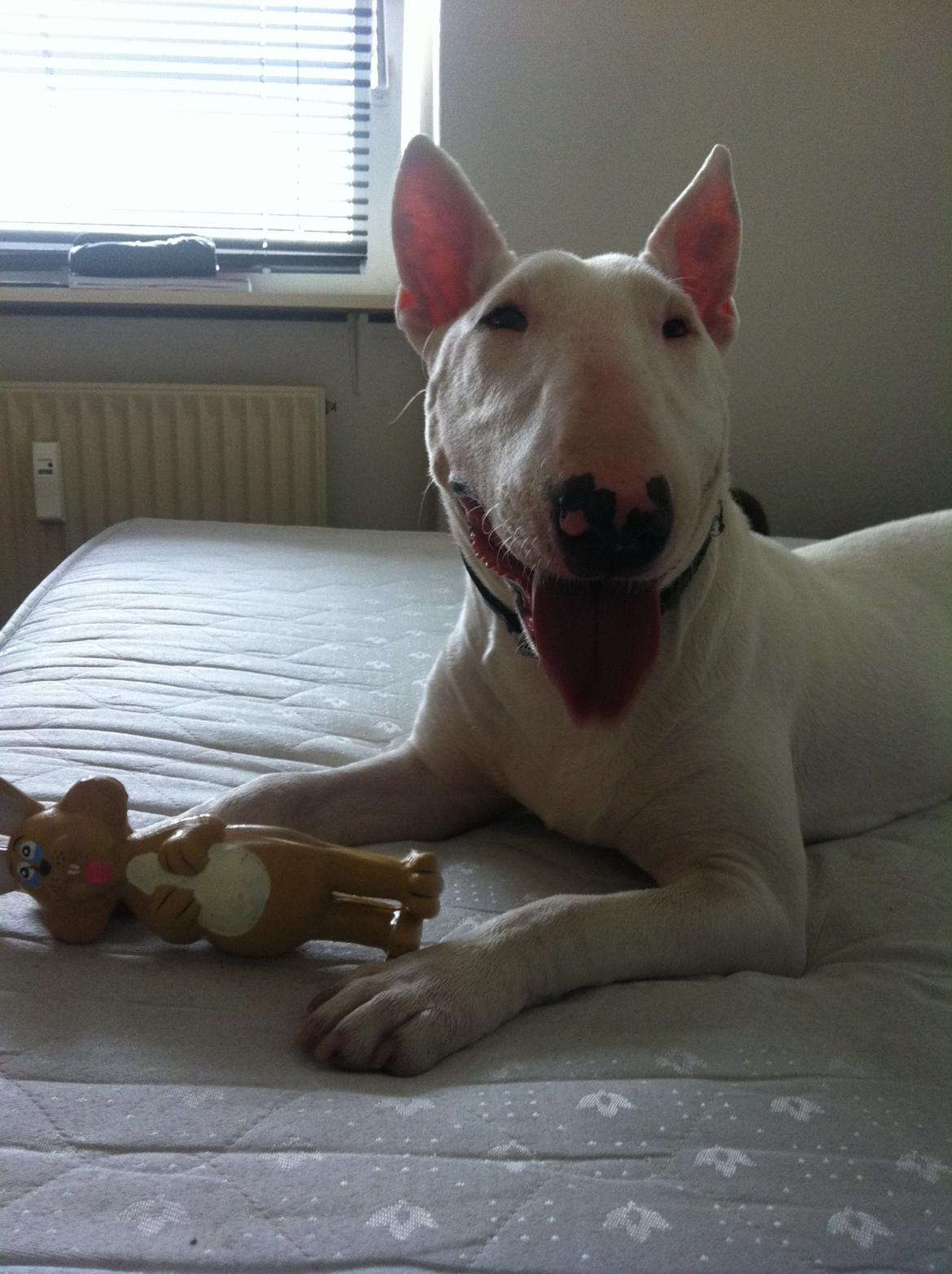 Bullterrier Maggie billede 14