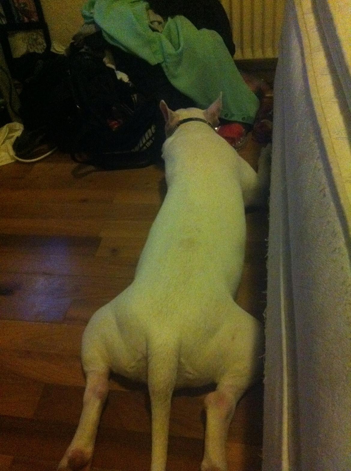 Bullterrier Maggie billede 15