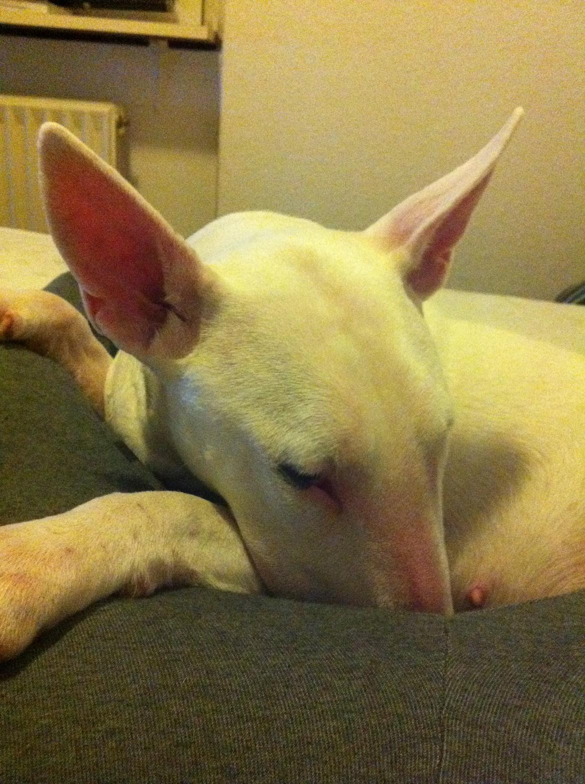 Bullterrier Maggie billede 16