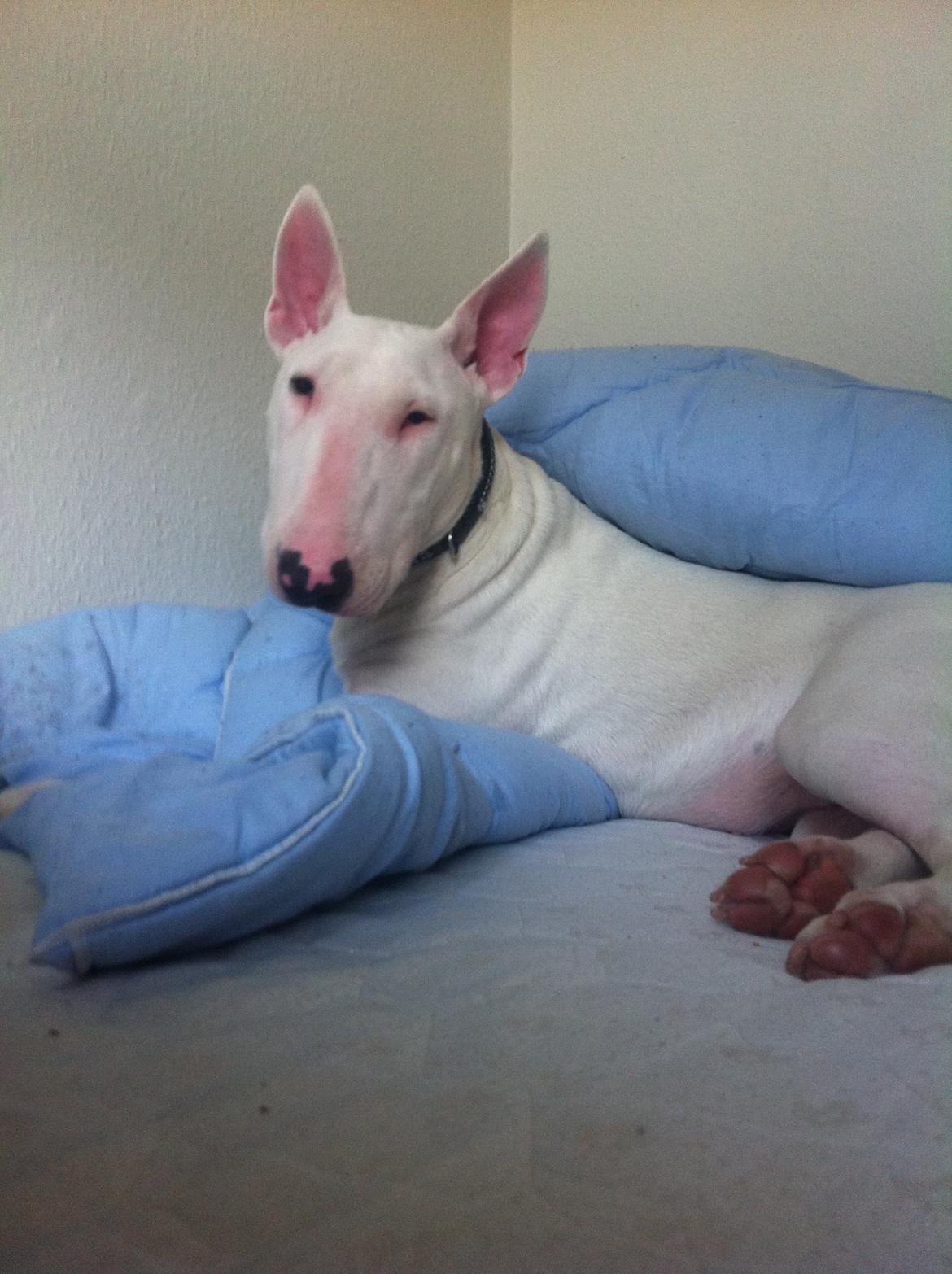 Bullterrier Maggie billede 17