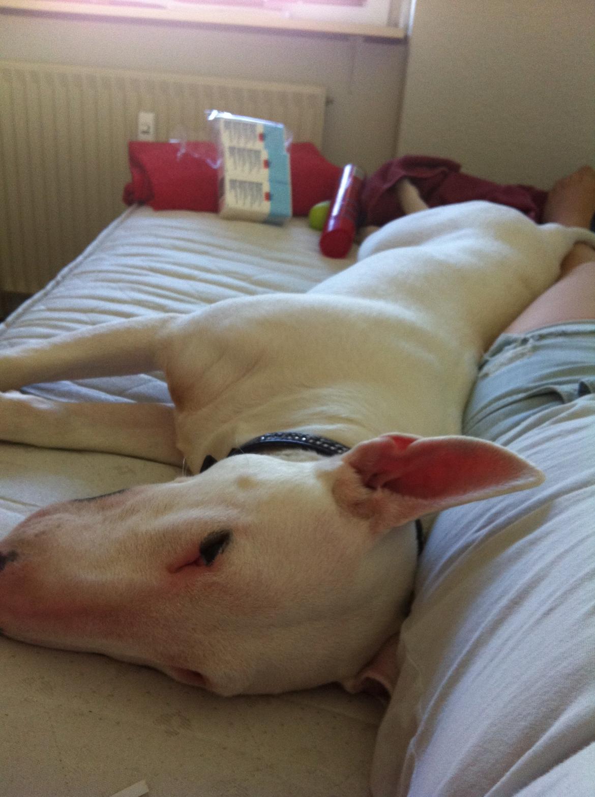 Bullterrier Maggie billede 18