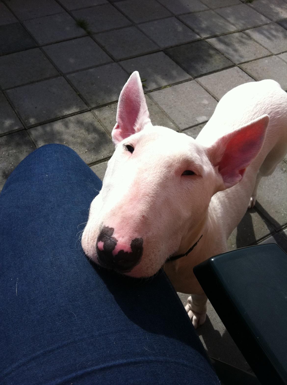 Bullterrier Maggie billede 19