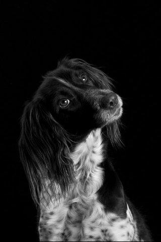 Kleiner münsterländer Tiki billede 2