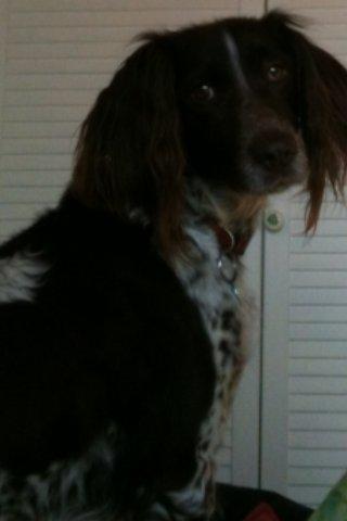 Kleiner münsterländer Tiki billede 9