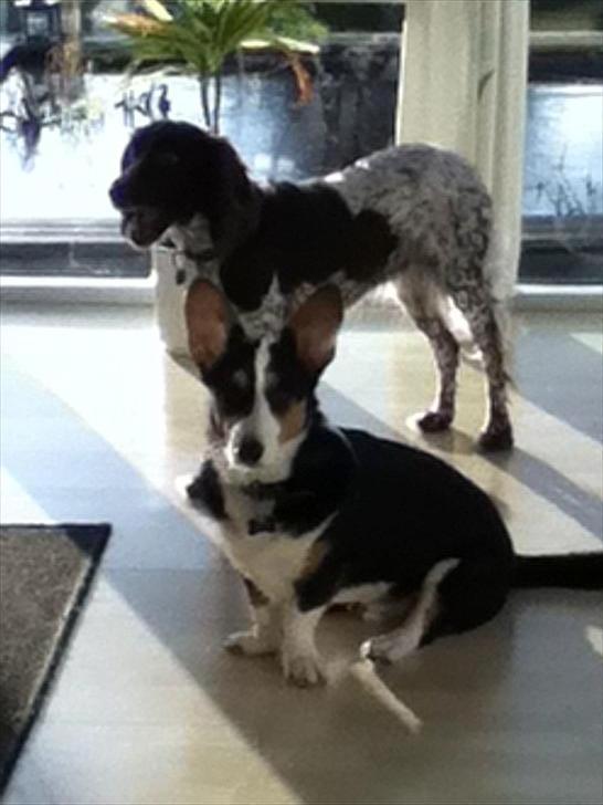 Kleiner münsterländer Tiki billede 3