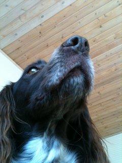 Kleiner münsterländer Tiki billede 10