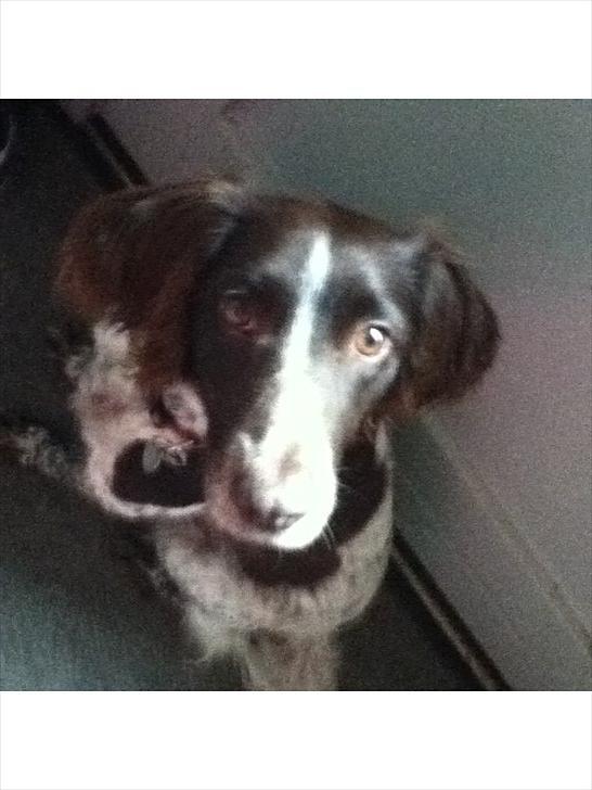 Kleiner münsterländer Tiki billede 5