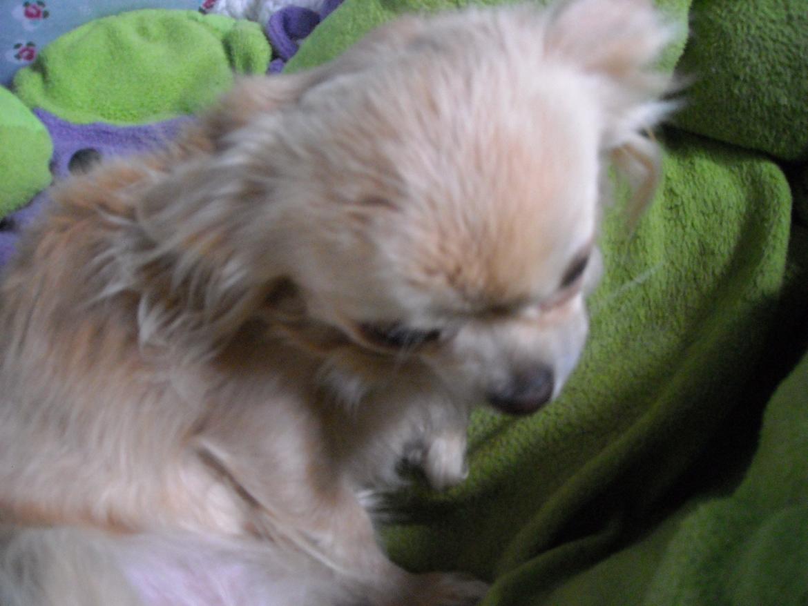 Chihuahua Marie D 2 billede 6