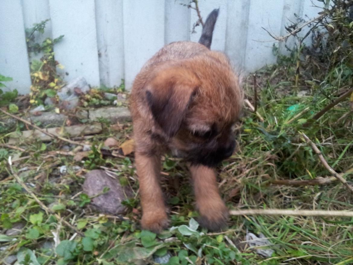 Border terrier Always klappe klar Boa (Ronja) billede 2