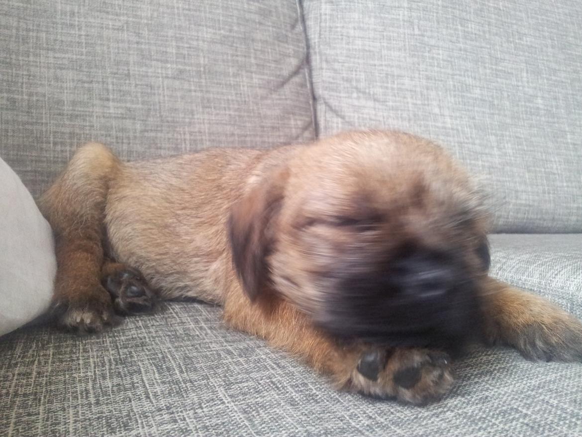 Border terrier Always klappe klar Boa (Ronja) billede 3