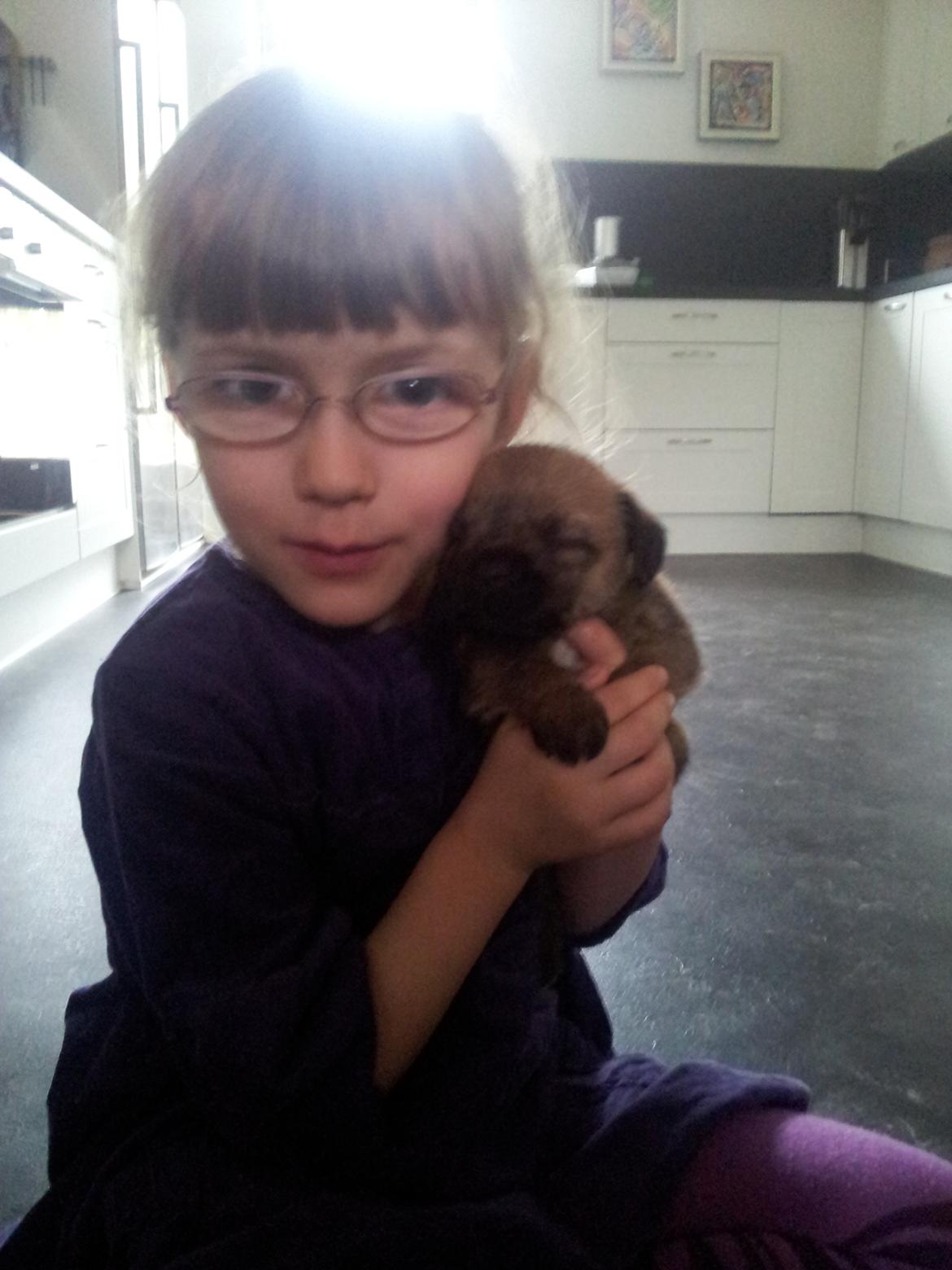 Border terrier Always klappe klar Boa (Ronja) billede 5