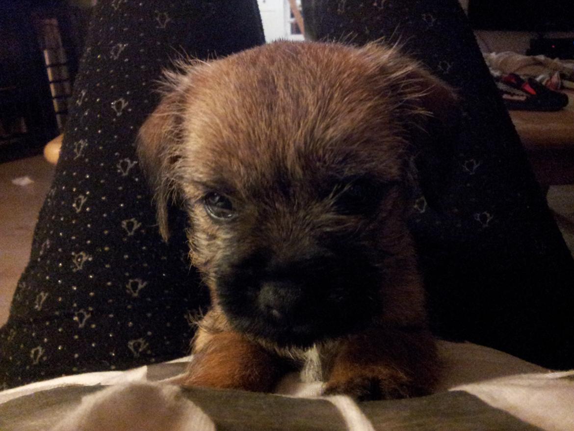 Border terrier Always klappe klar Boa (Ronja) billede 6