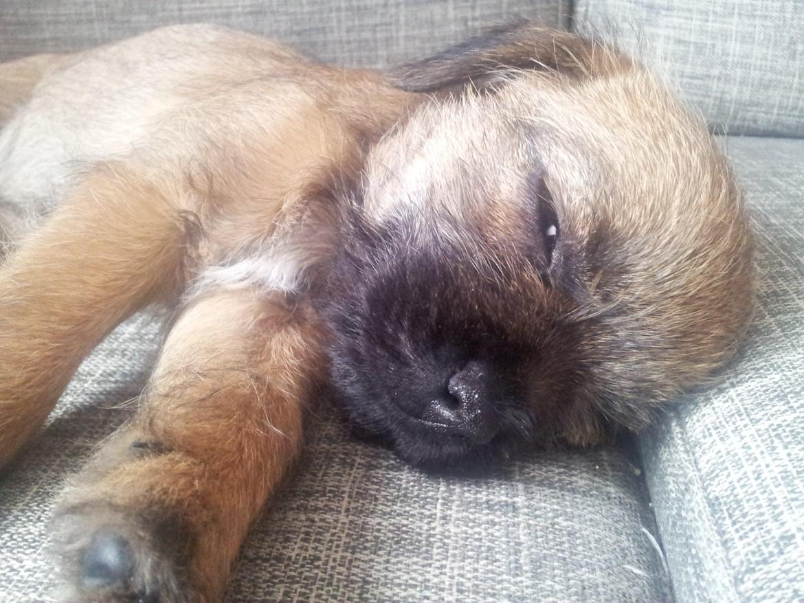 Border terrier Always klappe klar Boa (Ronja) billede 4