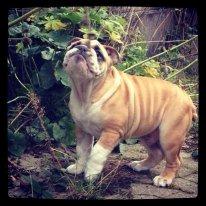 Engelsk bulldog Eigil - Stokrose jagt! billede 5