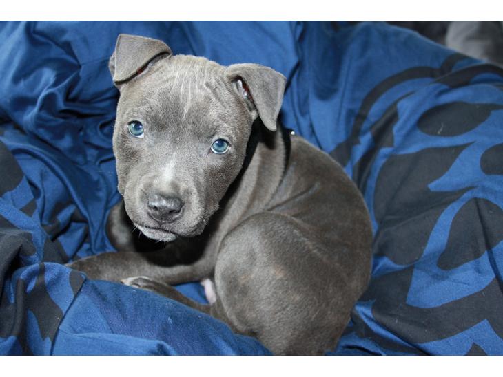 Staffordshire bull terrier Turbo billede 1