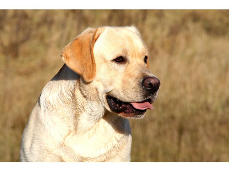 Labrador retriever Posters Yellow Moon (Ramses) - Ramses, 2 år gammel. billede 1