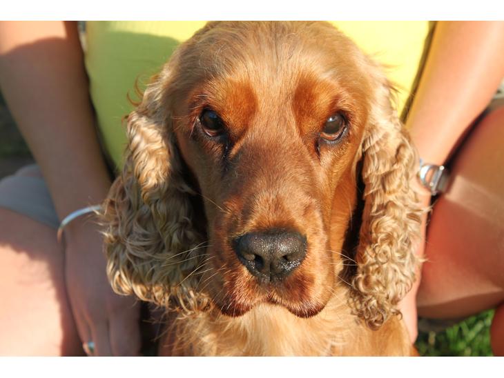 Cocker spaniel Zika billede 1