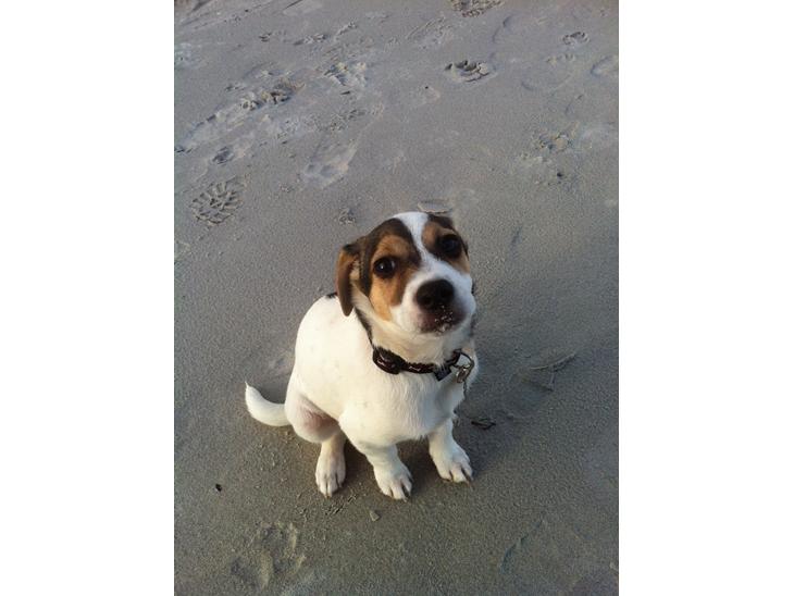 Dansk svensk gaardhund Hannibal billede 1