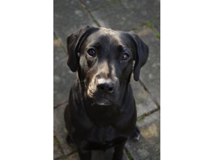 Blanding af racer Bell (labrador/boxer) billede 1