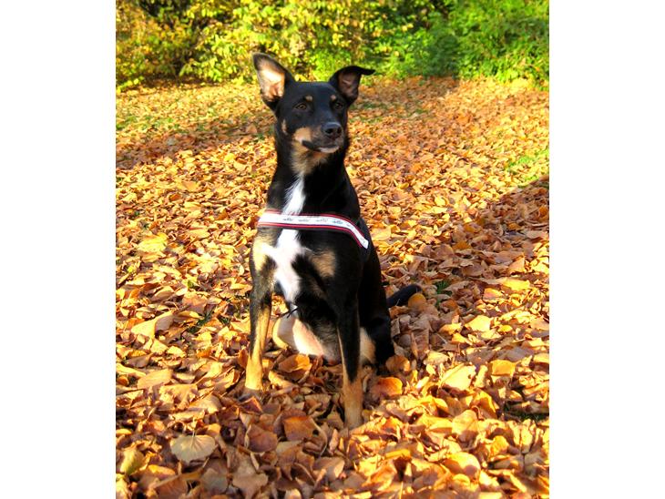 {{currentPhoto.altText}} billede {{currentPhoto.number}}