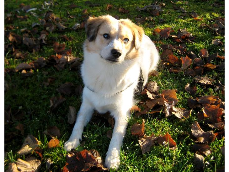Blanding af racer Zoey - Zoey i dæk (NÆSTEN) billede 1