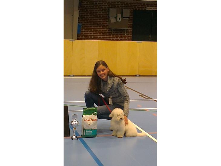 Coton de tulear Sisses Cindy billede 1