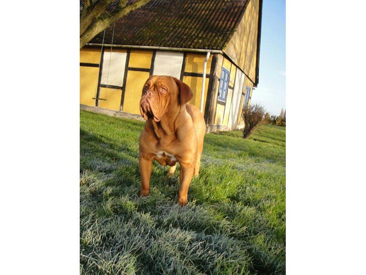 {{currentPhoto.altText}} billede {{currentPhoto.number}}