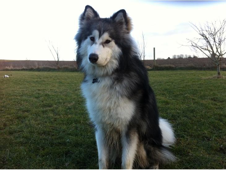 Blanding af racer Balto - Balto elsker at sidde i haven og kigge ud over markerne.. drømmer om mus og andet godt.., ;) billede 1