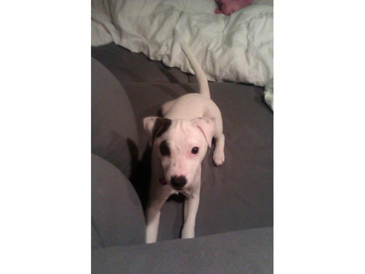 {{currentPhoto.altText}} billede {{currentPhoto.number}}