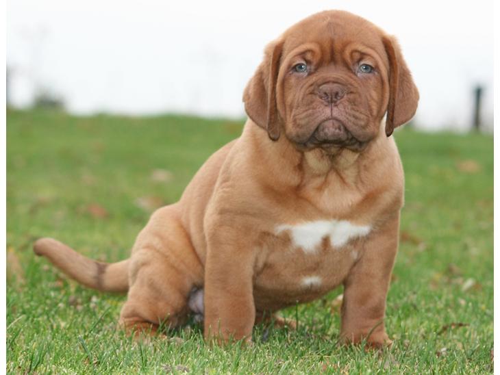 Dogue de bordeaux Cru Acajou Light A Way " LaLa" - 8 uger billede 1