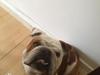 Engelsk bulldog Finn
