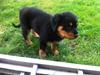 Rottweiler Sally