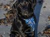 Labrador retriever Trunte