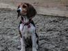 Beagle Thilde