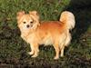 Chihuahua Emily