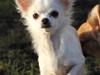Chihuahua Hany vom Elmblick [Tidl. hund]